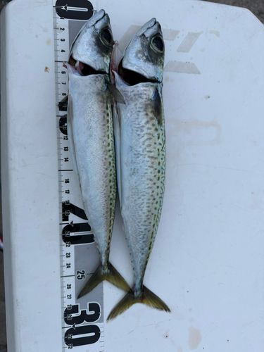 サバの釣果