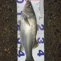 フッコ（マルスズキ）