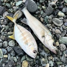 セイゴ（ヒラスズキ）