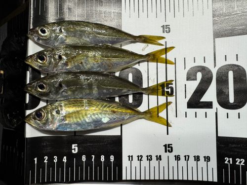 アジの釣果