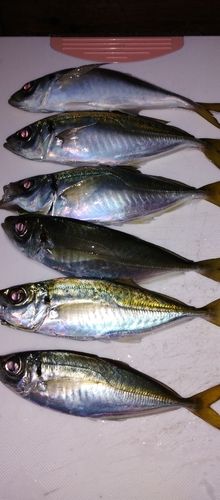 アジの釣果