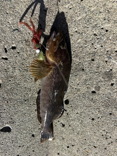 アイナメの釣果