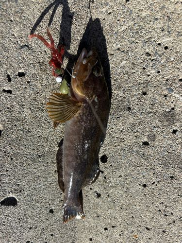 アイナメの釣果