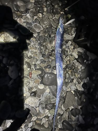 タチウオの釣果