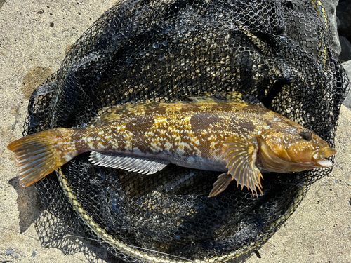 アイナメの釣果