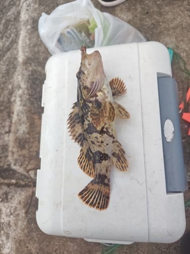 タケノコメバルの釣果