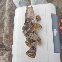 タケノコメバル