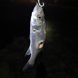 セイゴ（マルスズキ）