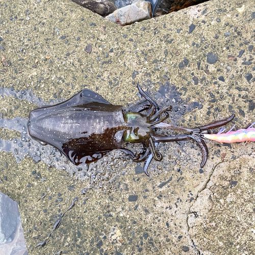 アオリイカの釣果