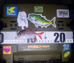 アカマツカサの釣果