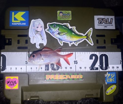 アカマツカサの釣果