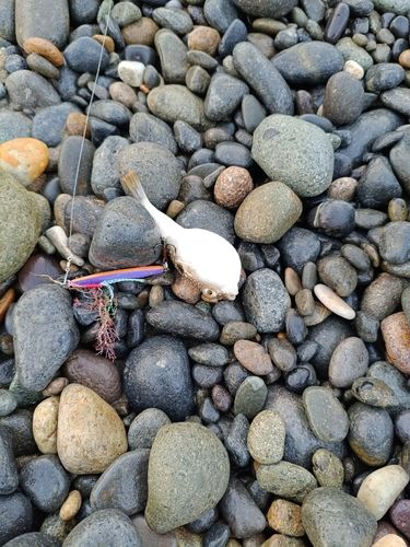 クサフグの釣果