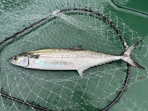 神戸沖堤防（5防）