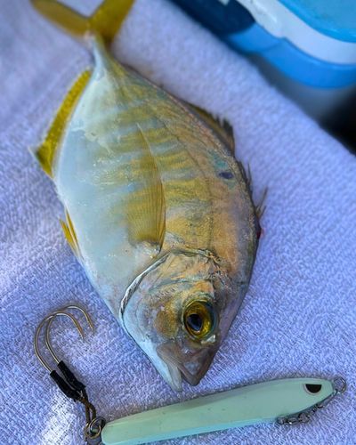 カイワリの釣果