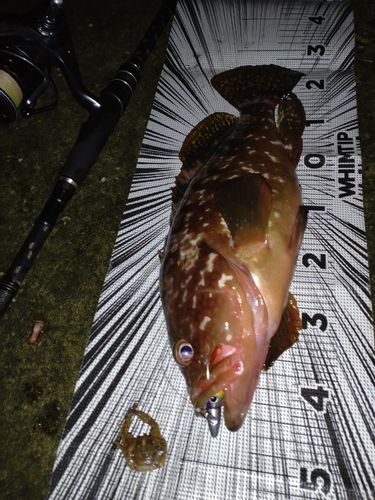 キジハタの釣果