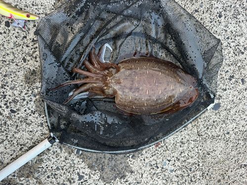 コウイカの釣果