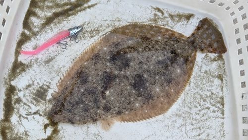 ヒラメの釣果