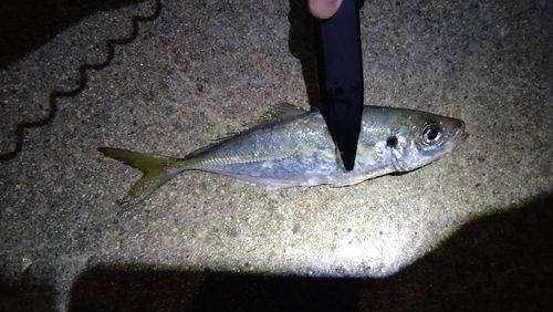 マアジの釣果