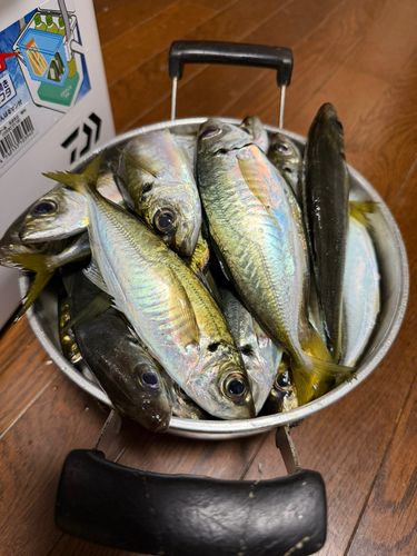 アジの釣果