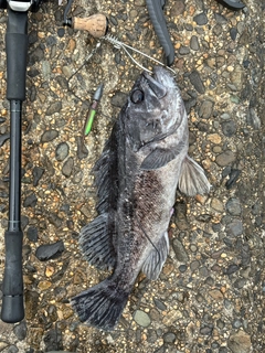 クロソイの釣果