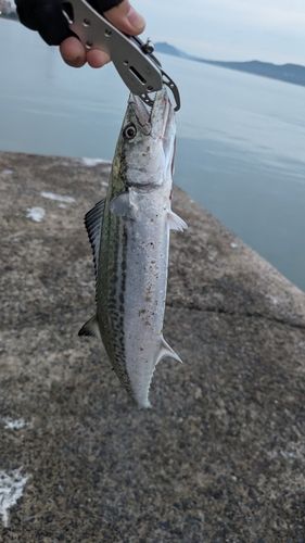 サゴシの釣果