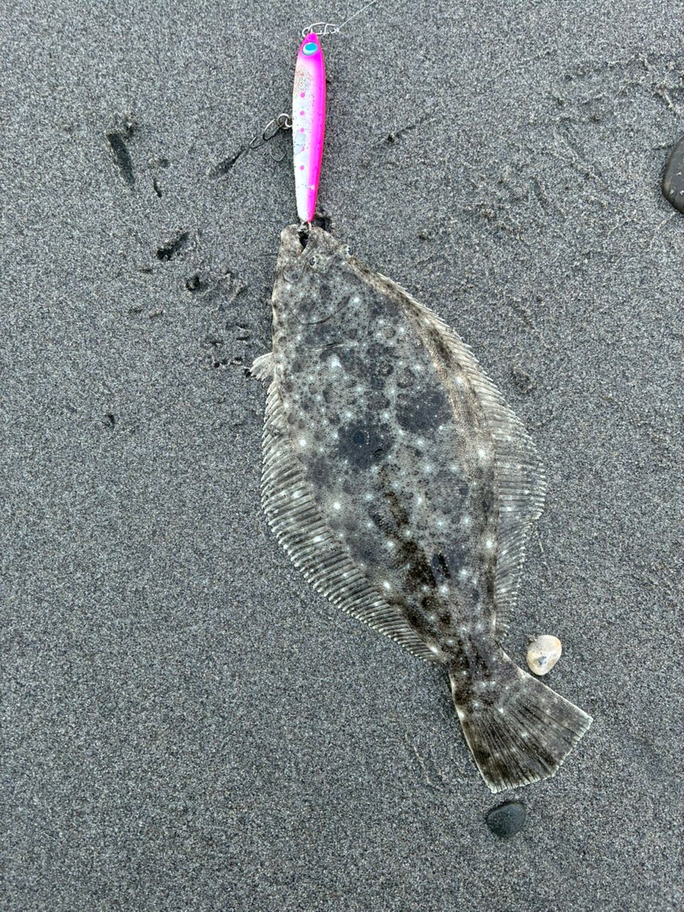 GCRAFT セブンセンスSR モンスターサーフ MSS-1062-SRの最安値