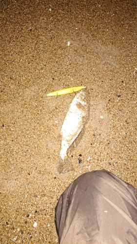 フッコ（マルスズキ）の釣果