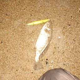 フッコ（マルスズキ）