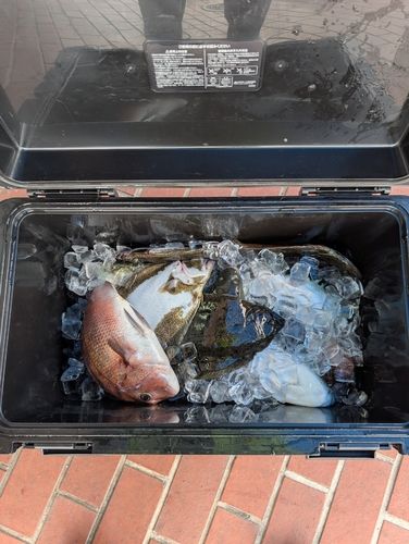 トラフグの釣果