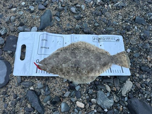 ヒラメの釣果