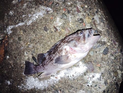 クロソイの釣果