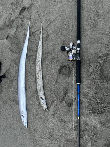 タチウオの釣果