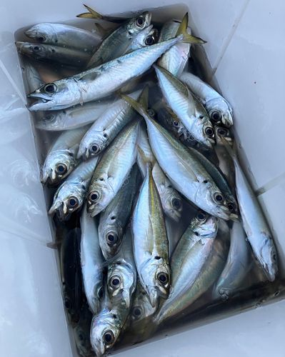 アジの釣果
