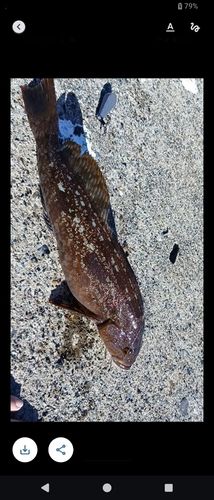 アイナメの釣果