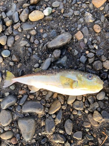 シロサバフグの釣果