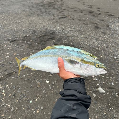 イナダの釣果