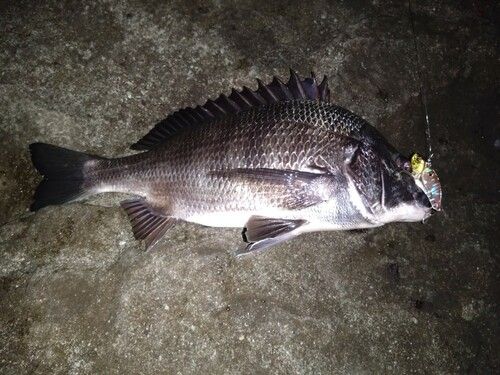 クロダイの釣果