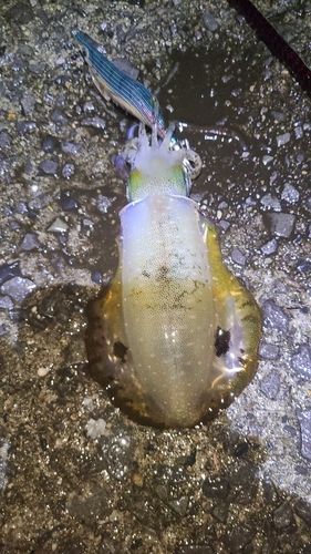 アオリイカの釣果