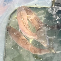 シロギスの釣果