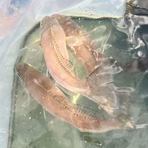 シロギスの釣果