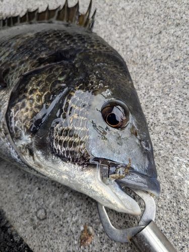 東京湾（アクアライン以北）