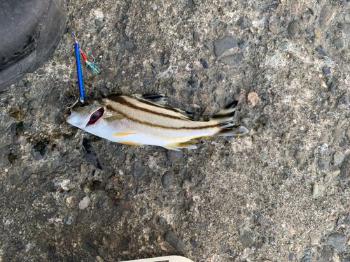 コトヒキの釣果