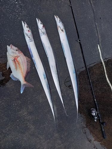 タチウオの釣果