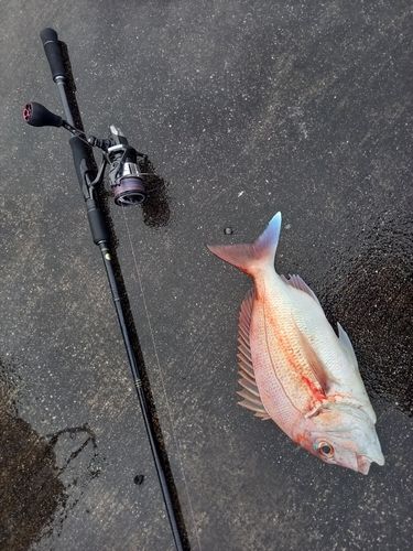 マダイの釣果