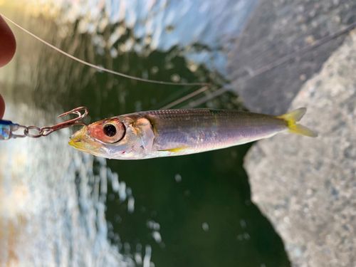 イワシの釣果