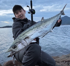 サワラの釣果