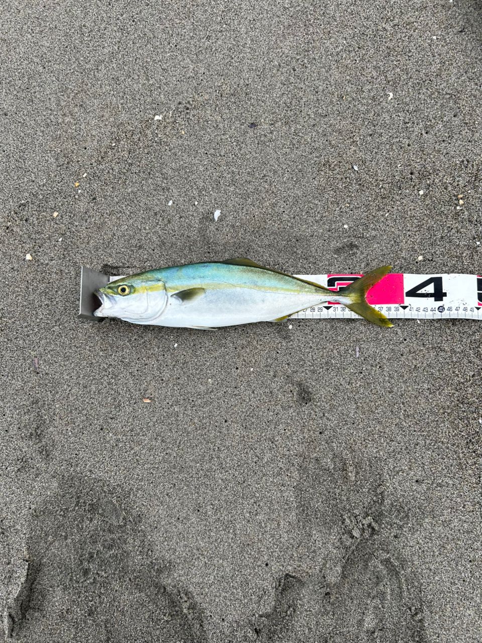 GCRAFT セブンセンスTR モンスターサーフ MSS-1072-TRの最安値