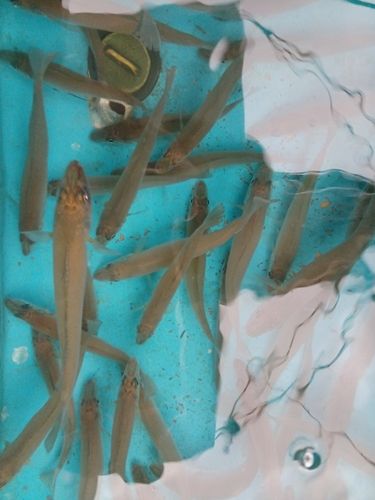 シロギスの釣果