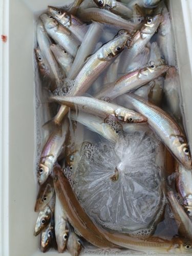 シロギスの釣果