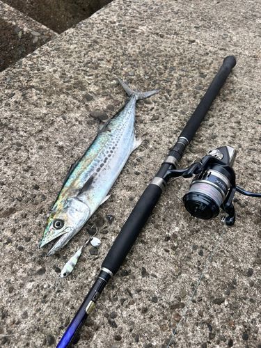 サゴシの釣果